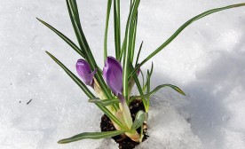 Hope is a Crocus