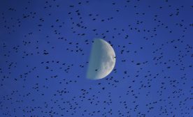 Murmuration