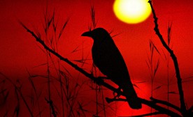 The Crow