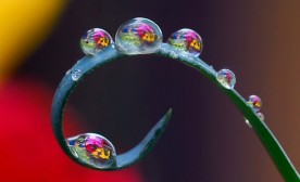 Drops of spring