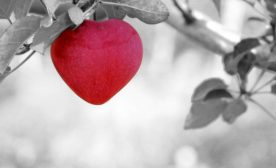 Heart shaped apple