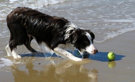 Ball!