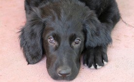 Black Dog