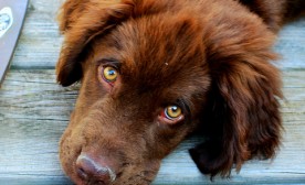 Brown Dog