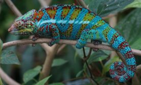 Chameleon