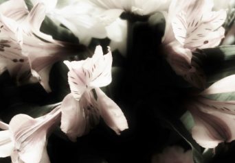 Evening Flowers
