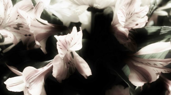 Evening Flowers