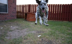 Eager Pup