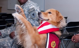 Therapy/Service Dog