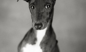Grey Dog