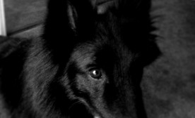 Broken Dog