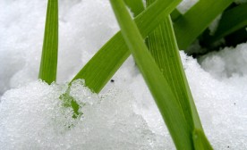 Spring Snow