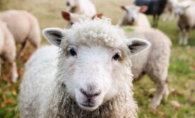 Sheep